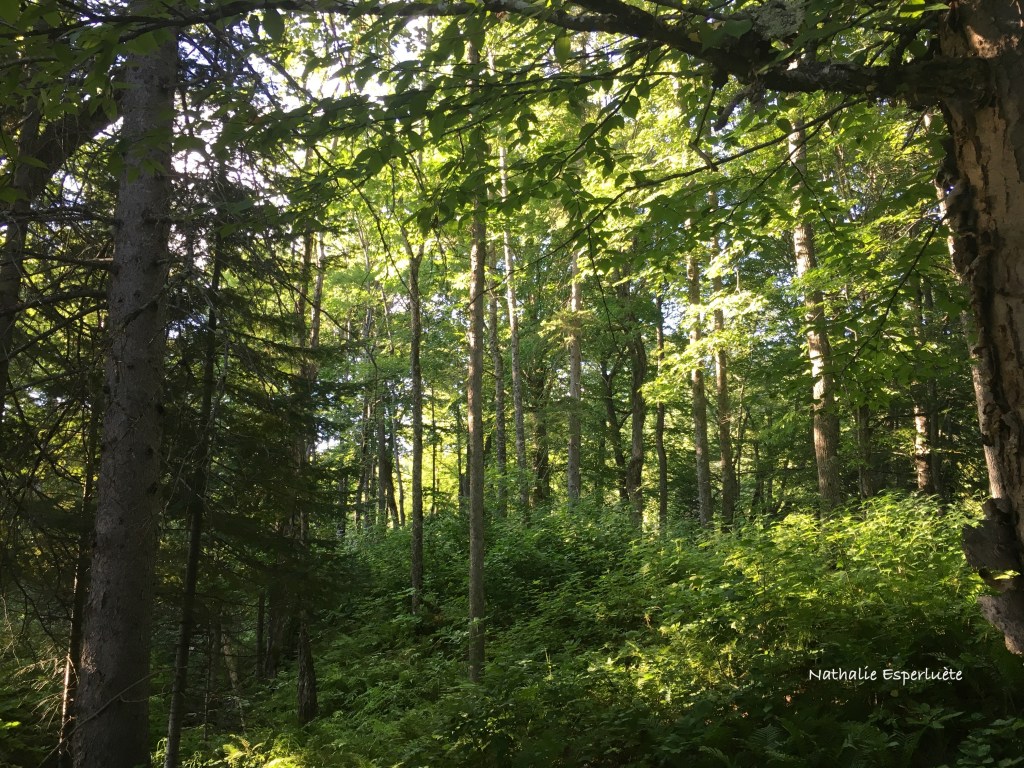 Forêt