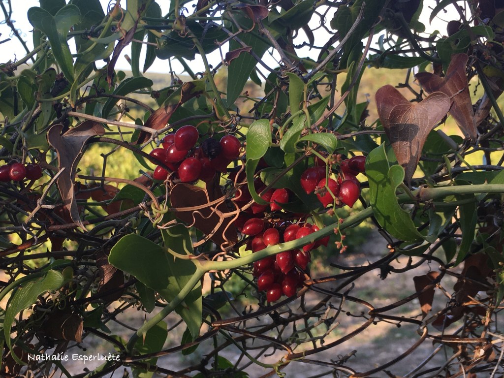 Les églantines de la grille