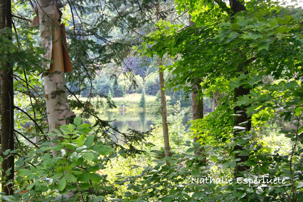 L&rsquo;Ourse & la&nbsp;lumière