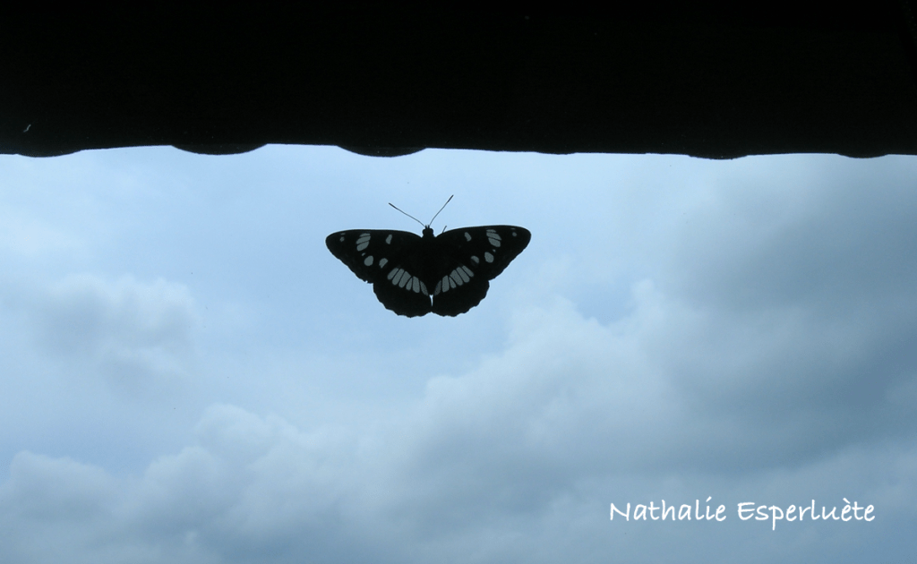 Sans maux & sans parole